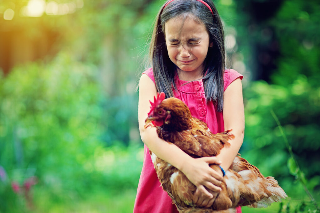 Little girl is crying and holding hen in the farm