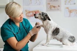 Vet holding white and gray dogs paw