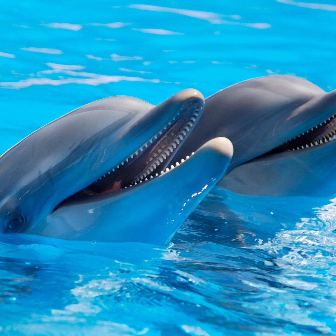 Two dolphins in blue water with their heads out of the water. 