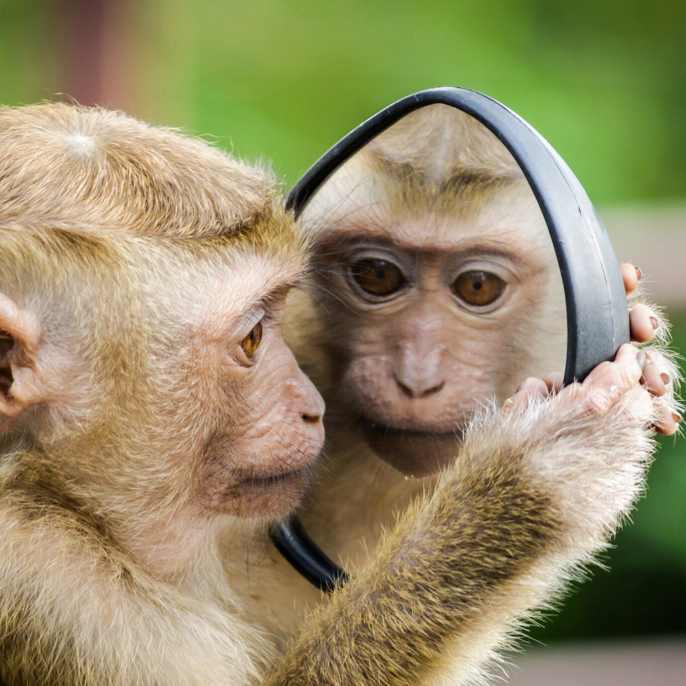 A small primate looking in a mirror. 