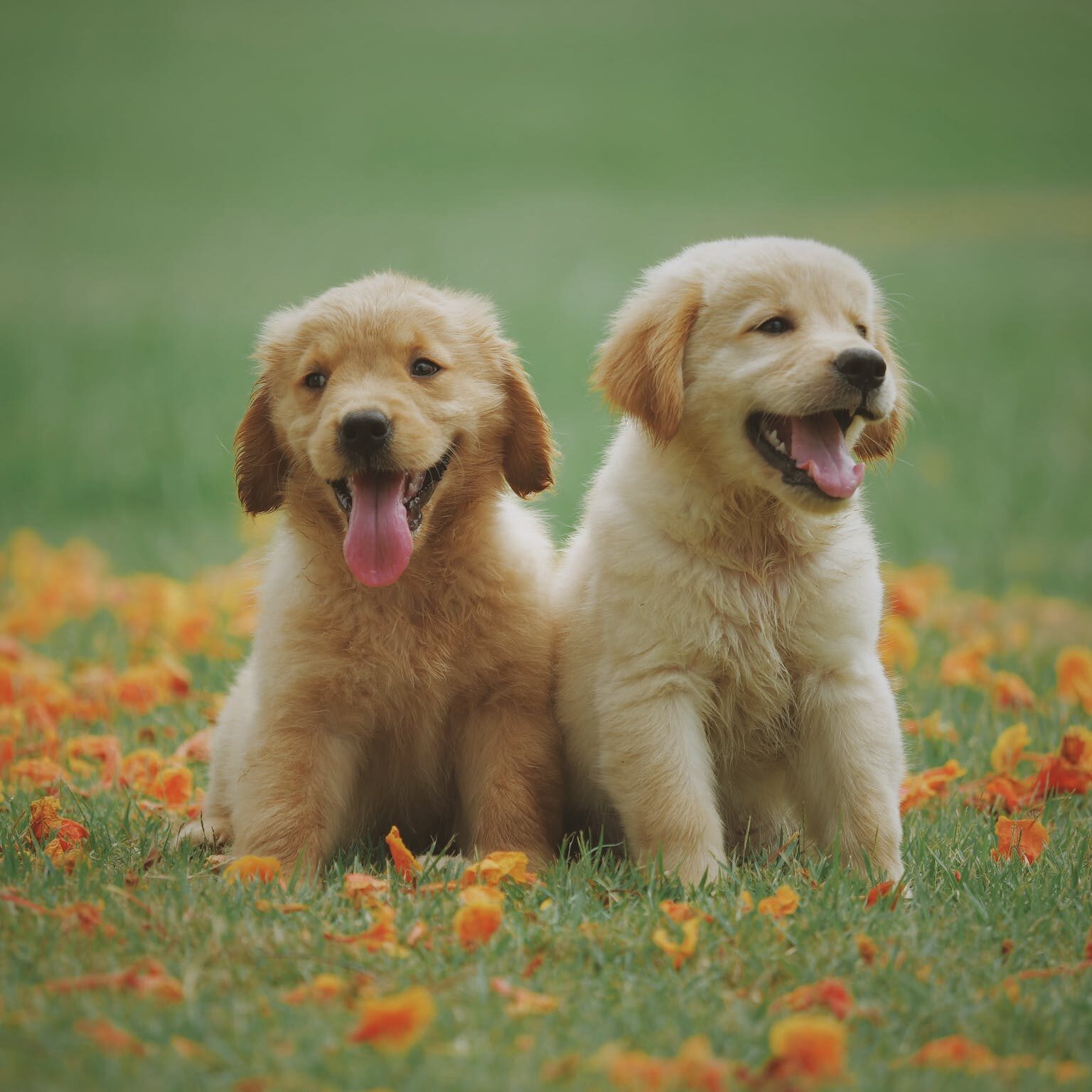 Two yellow puppies sitting a field of yellow flowers. 
