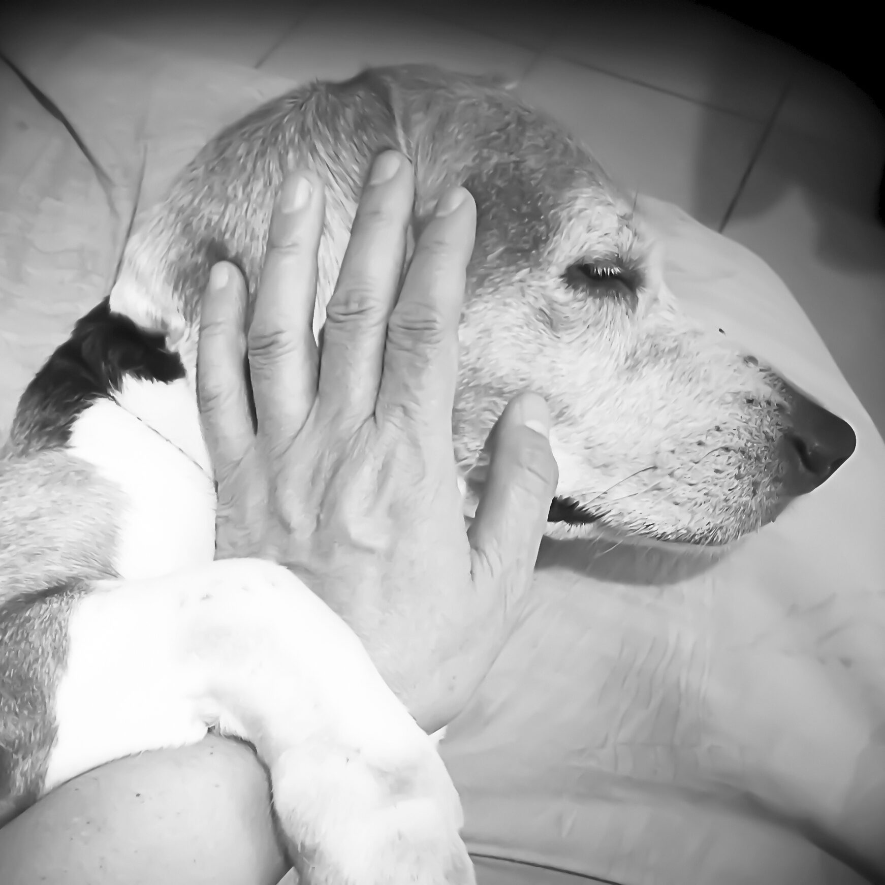 Brown and gold Hound dog being comforted with hand. 